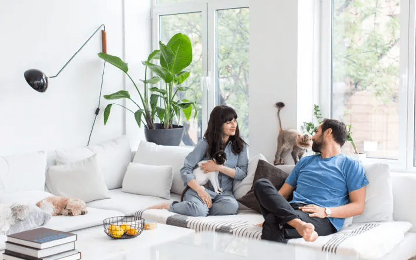 Hướng Dẫn Vệ Sinh Lông Chó Mèo Trên Ghế Sofa